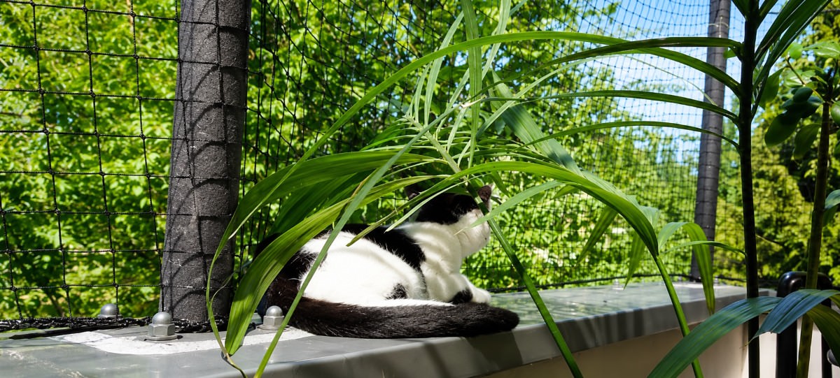 Katzennetze nach Maß