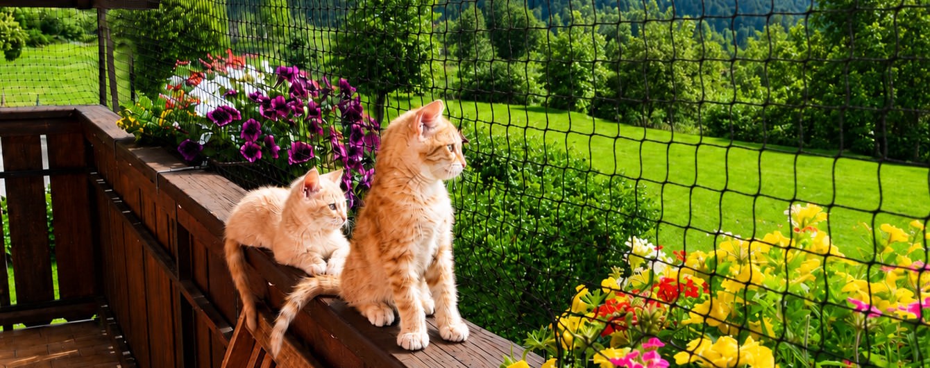 Katzennetze nach Maß