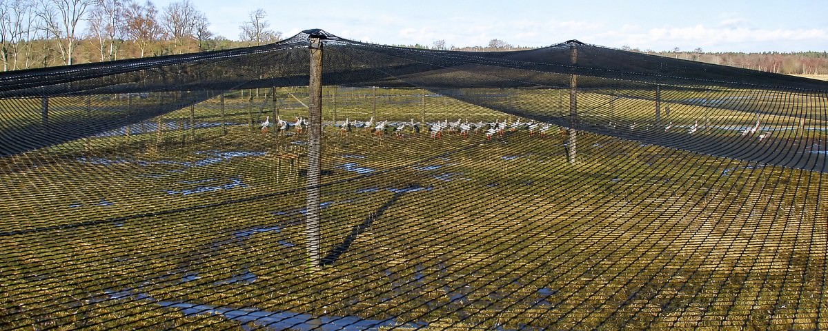 Volierennetze